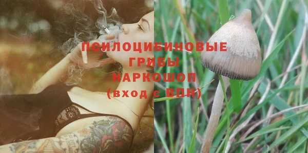 прущие грибы Абинск
